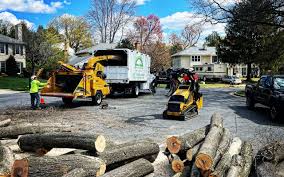 How Our Tree Care Process Works  in Columbus, TX